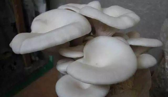 蘑菇的种类，西北松树下蘑菇的种类？