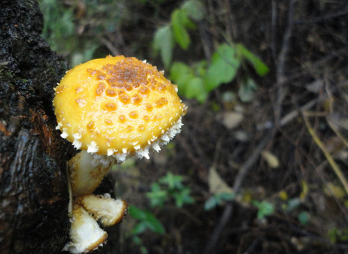 鉴别毒蘑菇的五种方法（附中毒后症状分析）