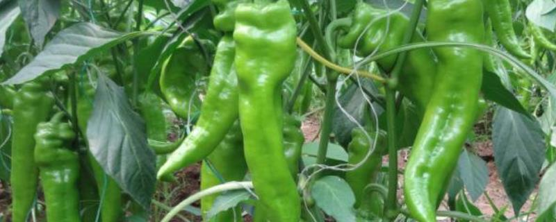 8月份还可以种辣椒吗，附种植方法 八月份还可以种辣椒吗